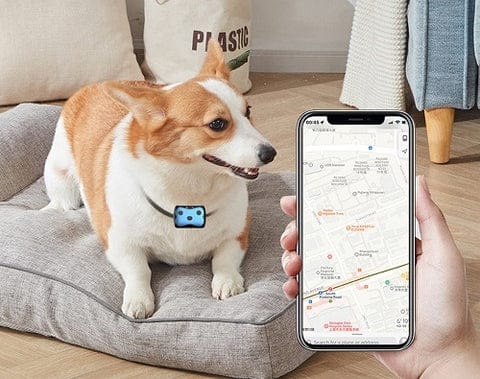 Belro GPS tracker dog collar showing the electronic device attached to a dog’s neck for real-time location tracking.
