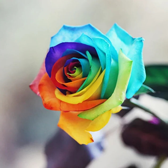 Rainbow Rose Seeds from Belro, showcasing vibrant flower seeds for outdoor garden planting in a natural setting.