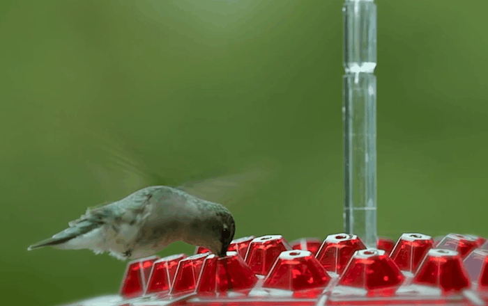 Belro ant-proof hummingbird feeder with outdoor hanging perch, designed for birdwatching in the garden.