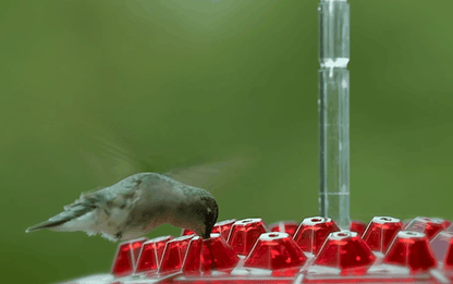 Belro ant-proof hummingbird feeder with outdoor hanging perch, designed for birdwatching in the garden.