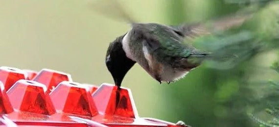 Belro ant-proof hummingbird feeder hanging outdoors with perch, designed for garden decor and attracting hummingbirds.