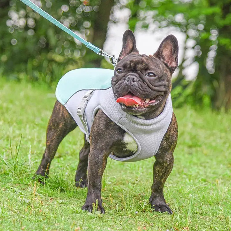 Belro dog cooling vest for outdoor activities, lightweight vest with cooling panels and adjustable straps for comfort and outdoor use.