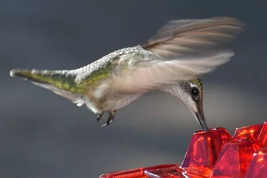 Belro ant-proof hummingbird feeder hanging perch, outdoor garden decor with durable design for attracting hummingbirds.