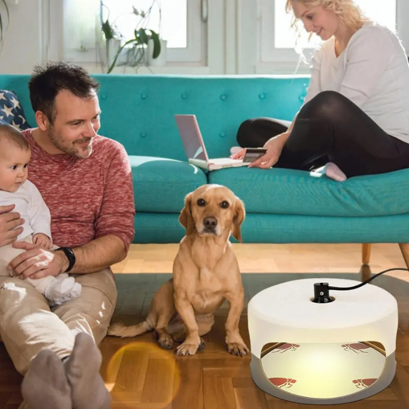 Belro indoor bed bug trap with sticky surfaces, designed for home pest control to monitor and eliminate bed bugs effectively.