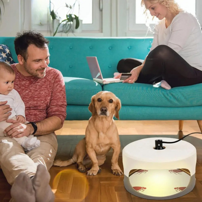 Belro indoor bed bug trap with sticky surfaces, designed for home pest control to monitor and eliminate bed bugs effectively.
