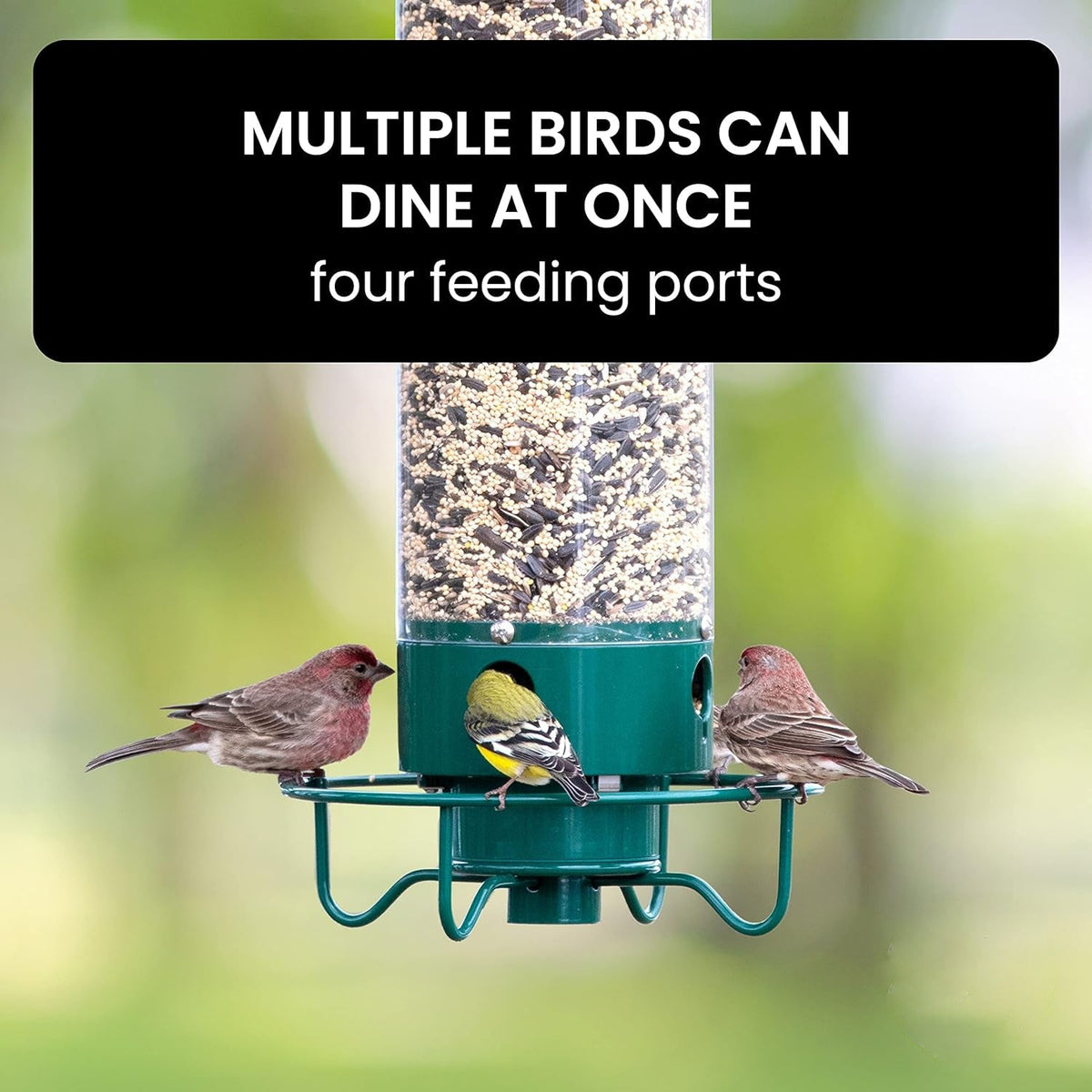 Belro squirrel-proof bird feeder hanging outdoors, designed to keep squirrels out while attracting small garden birds.
