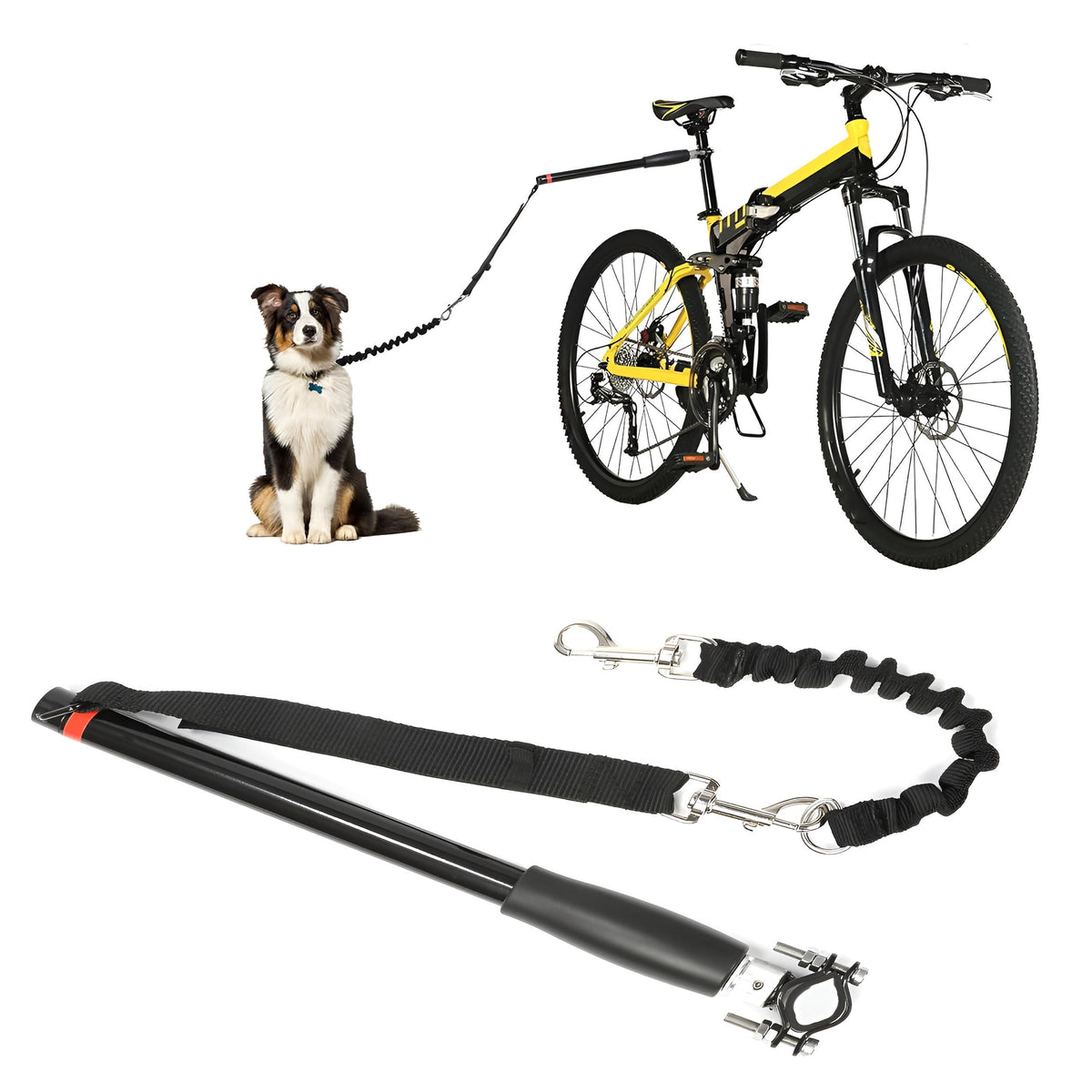 Belro bike dog tow leash attached to a medium-sized dog, designed for hands-free cycling with pets.