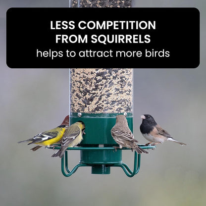 Belro squirrel-proof bird feeder hanging outdoors, designed to attract small birds and prevent squirrel access.