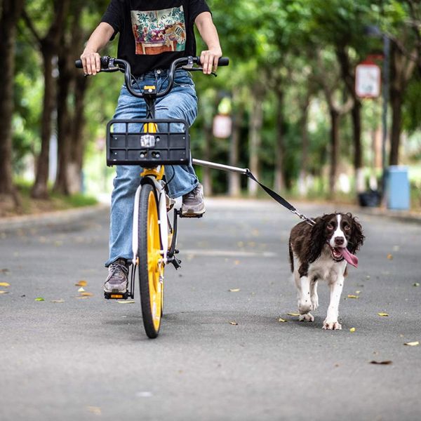 Dog wearing Belro bike harness with adjustable straps and reflective details, suitable for secure cycling with pets.