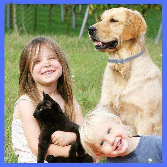 Belro dog pest collar for pets, adjustable collar with pest control features, suitable for protecting dogs from fleas and ticks.