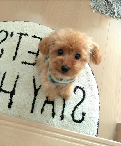 Soft, realistic plush Teddy Dog named Lucky by NordisHome, perfect as a cuddly pet toy for kids and collectors.