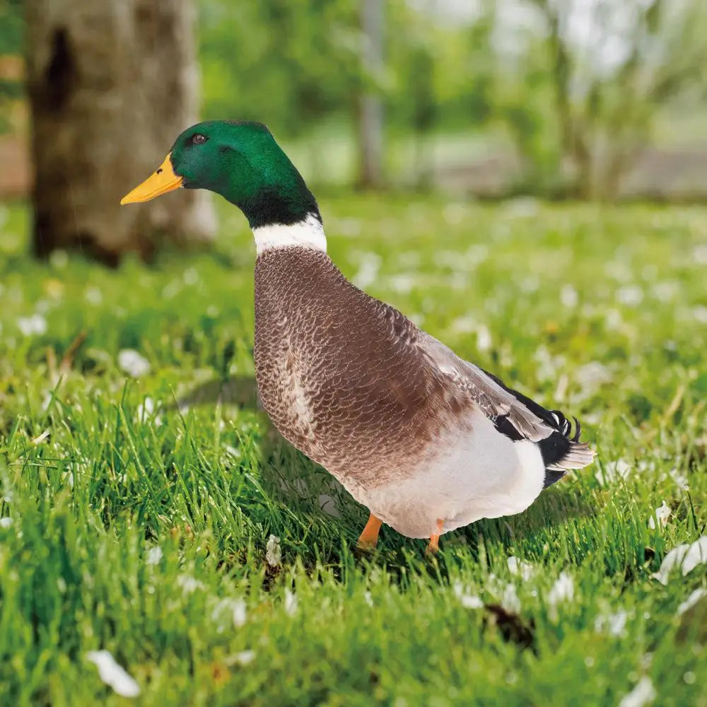 Belro outdoor duck decoration resting on grass, suitable as a charming outdoor decor piece for garden or yard.