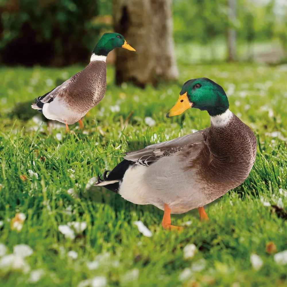 Belro outdoor duck decoration worn as men's clothing accessory, featuring a playful duck design for outdoor decor.
