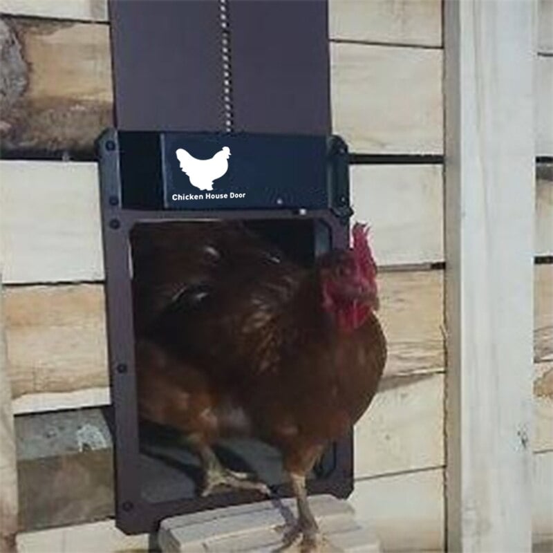Belro automatic chicken coop door opener with light sensor, showing the electronic device installed in a chicken coop.