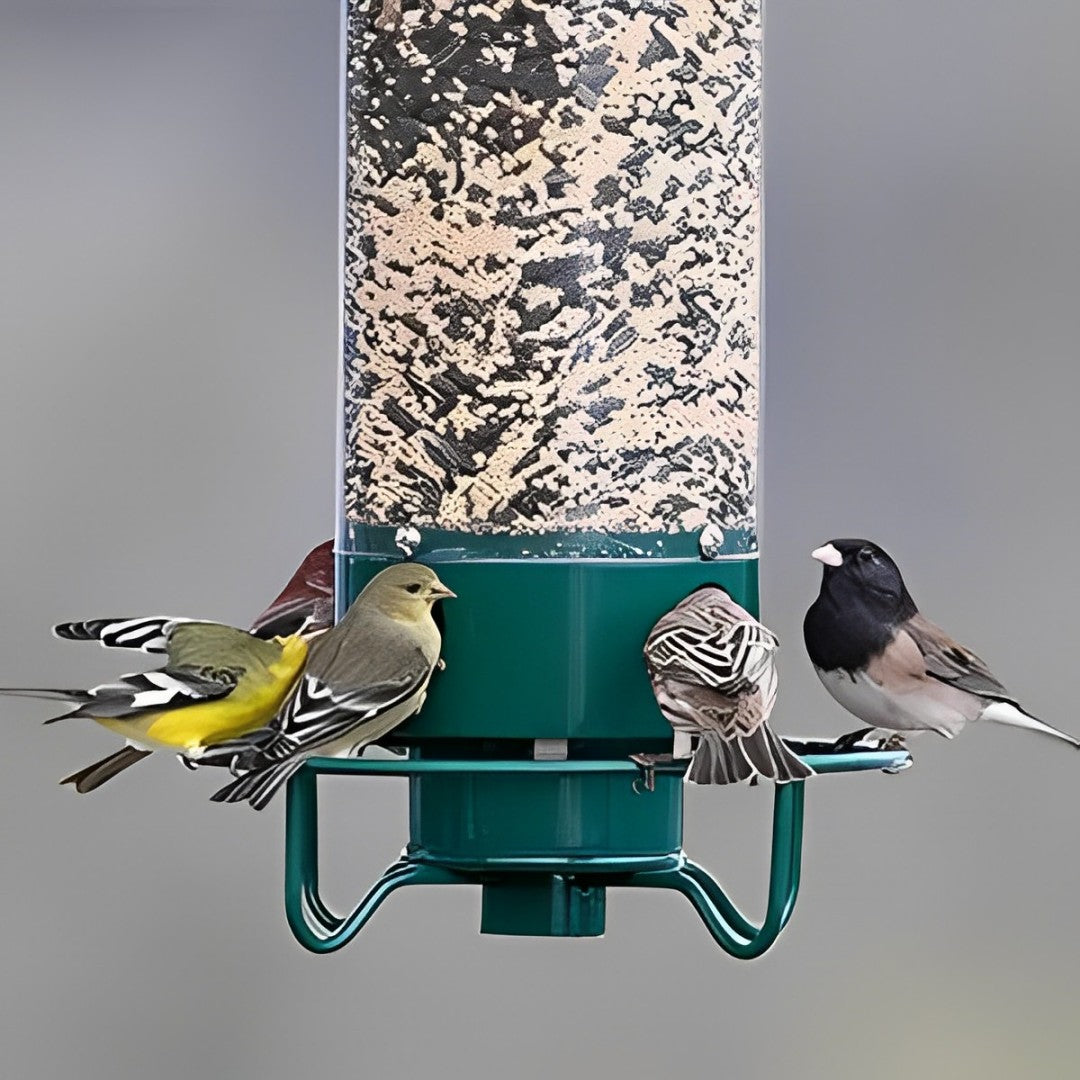 Belro squirrel-proof bird feeder hanging outdoors, designed to keep squirrels away and attract songbirds for garden decor.