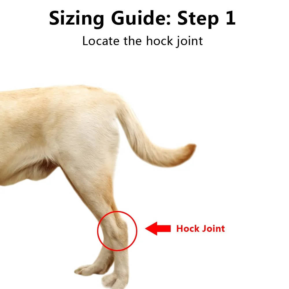 Belro orthopedic dog brace suspenders showing adjustable straps and supportive design for canine mobility assistance.