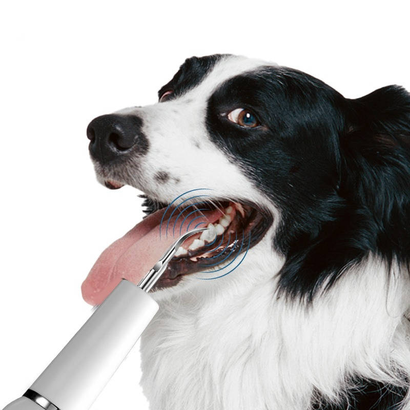 Belro dog plaque and tartar remover tool for at-home oral health care, showing a pet's teeth with clean, healthy gums.