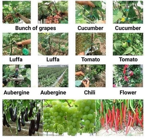 Belro plant strappers for outdoor gardening, shown securing plants in a home and garden setting.