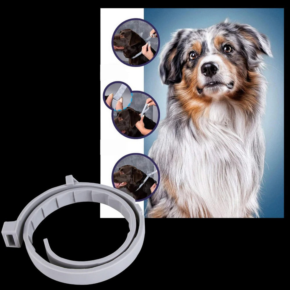Belro parasite repellent dog collar showing adjustable strap and safety buckle, designed to protect pets from parasites.
