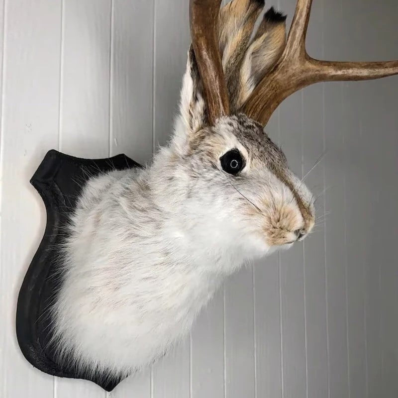 Belro Jackalope wall decor featuring a rustic, handcrafted antelope figure for home and garden interior decoration.