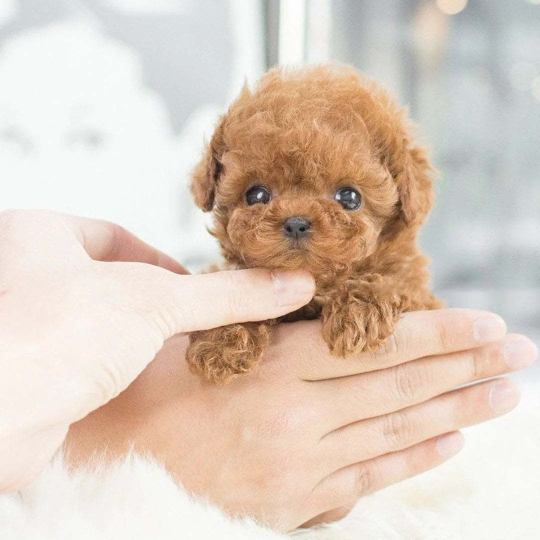 Belro realistic robotic puppy toy showing lifelike fur, expressive eyes, and playful stance for children and pet enthusiasts.