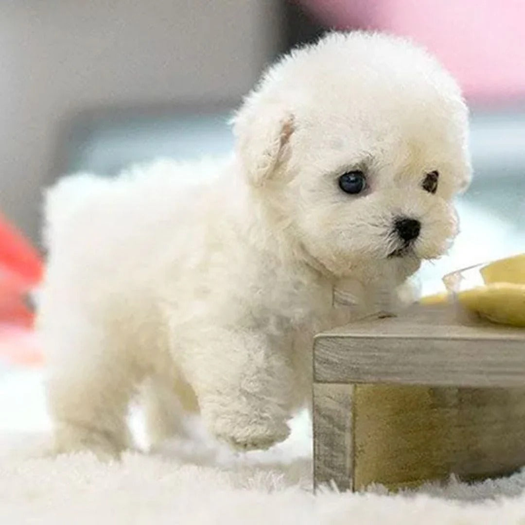 Belro realistic robotic puppy toy showing its lifelike features and soft fur, perfect for children and pet enthusiasts.