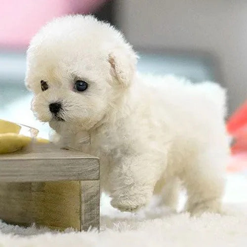 Belro realistic interactive plush puppy toy for cats, soft and lifelike pet toy perfect for play and companionship.