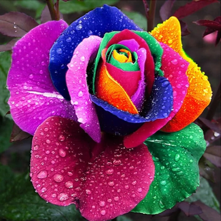 Rainbow Rose Seeds by Belro, vibrant outdoor flower seeds for colorful garden planting and home garden decoration.