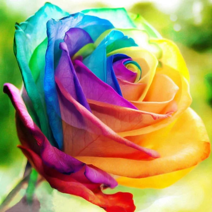 Rainbow Rose Seeds by Belro, showing vibrant mixed color flower seeds for outdoor garden planting.
