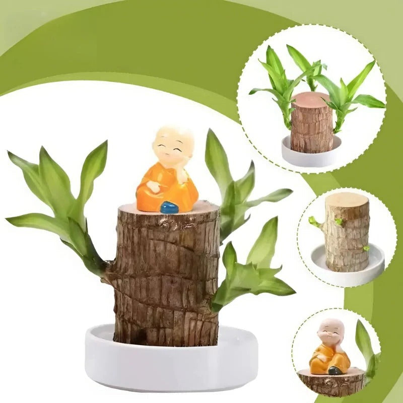 Belro Lucky Brazilian wood plant for outdoor garden, showing lush green foliage and natural wood pot in a garden setting.