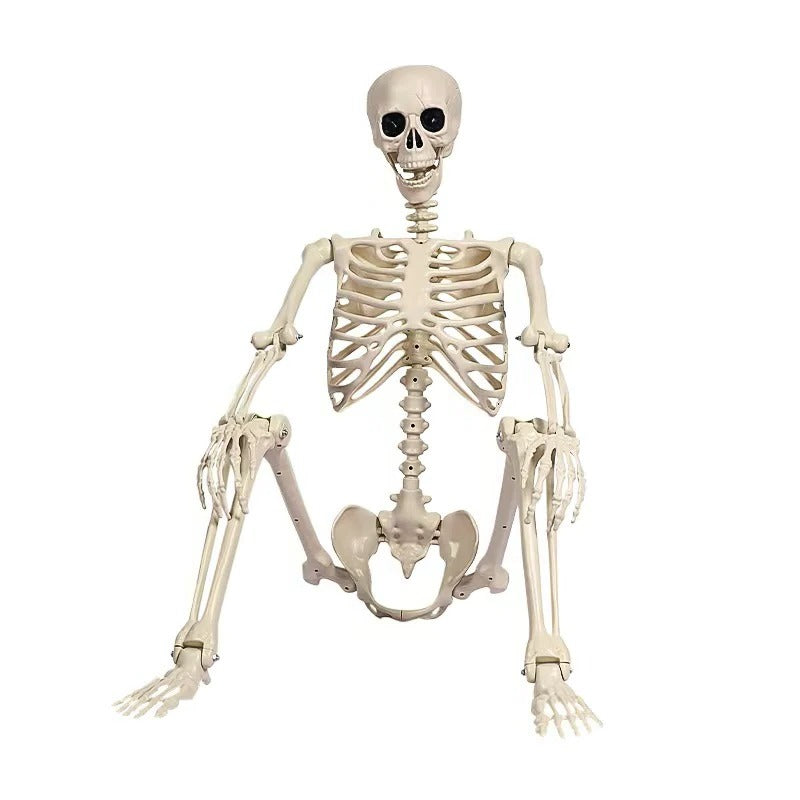 Life-size skeleton decoration by Belro, featuring realistic bones and spooky design for home or garden Halloween decor.