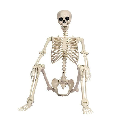 Life-size skeleton decoration by Belro, featuring realistic bones and spooky design for home or garden Halloween decor.