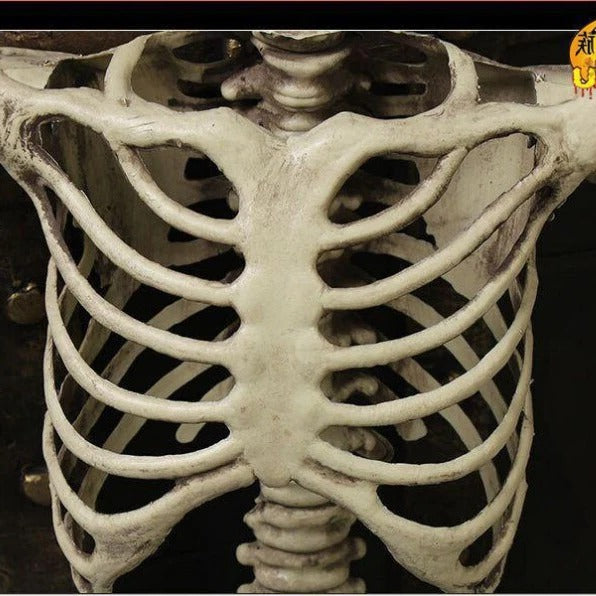 Life-size skeleton decoration from Belro placed in a garden setting, ideal for home decor and Halloween decorations.