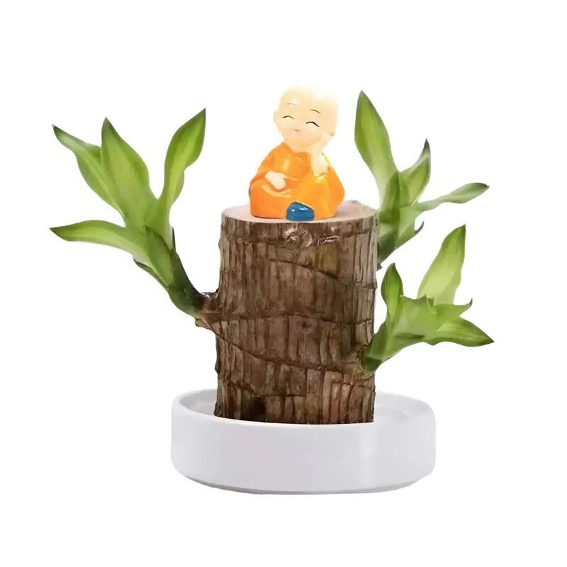 Belro Lucky Brazilian wood plant for outdoor home and garden decor, showcasing lush green foliage in a natural garden setting.