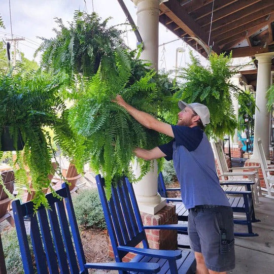 Belro UV resistant artificial Boston fern for outdoor home and garden decor, lifelike green foliage in a realistic plant display.