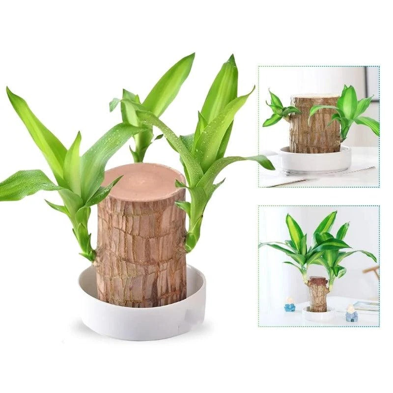 Belro Lucky Brazilian Wood plant for outdoor decor, showcasing lush green foliage in a home and garden setting.