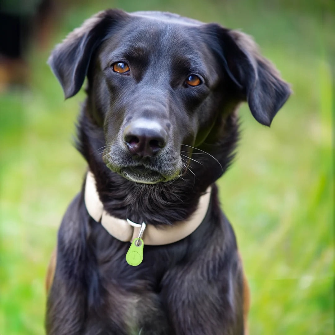 Belro Pets Smart Waterproof GPS Tracker attached to a pet collar, showing its compact electronic design for pet location tracking.