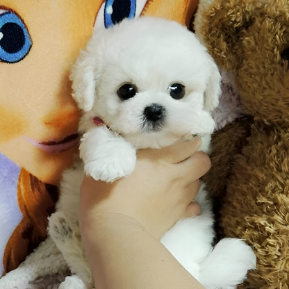 Realistic plush Teddy Dog Lucky, soft and cuddly pet toy by NordisHome, perfect for kids and collectors.