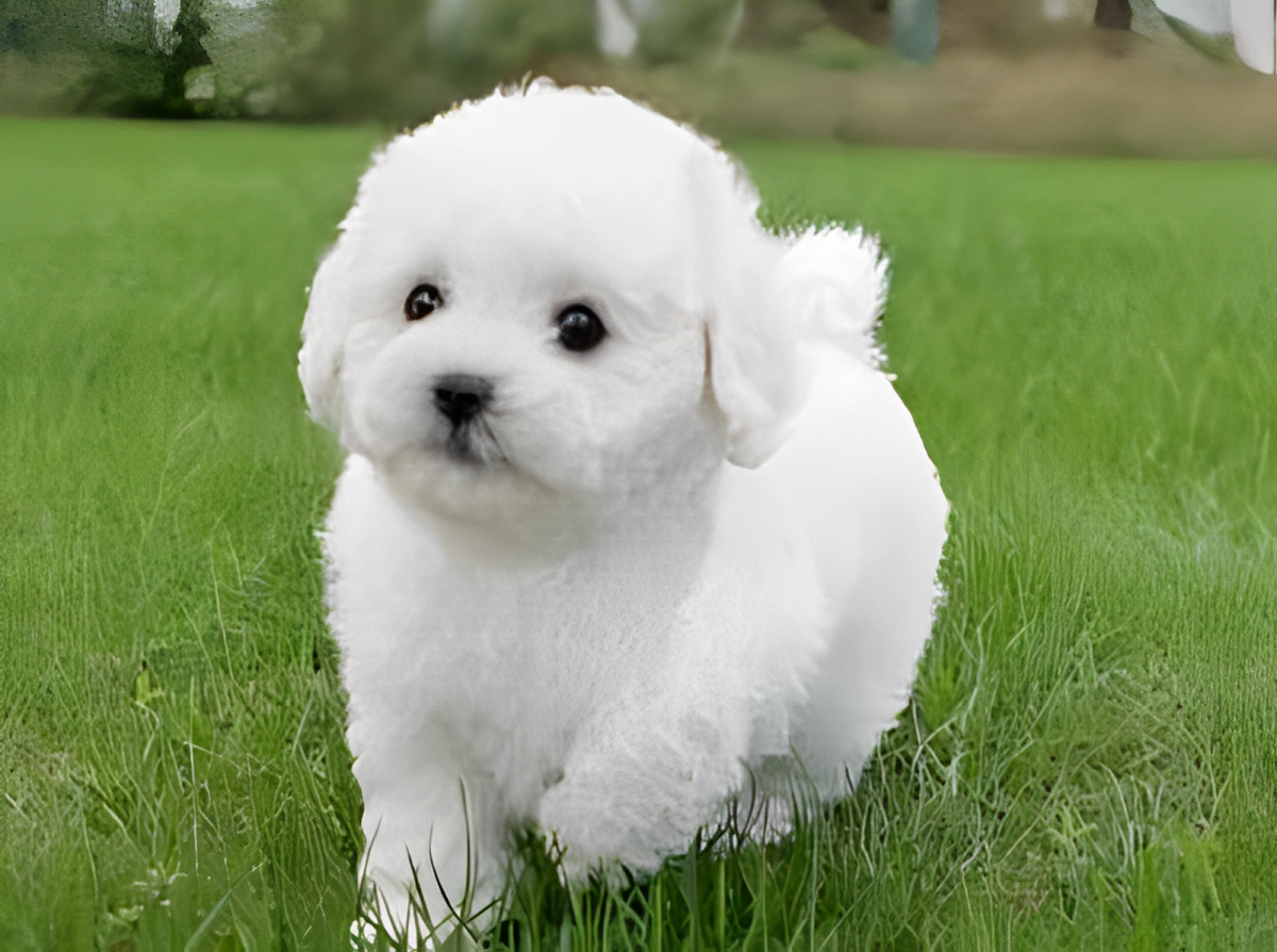 Realistic plush teddy dog named Lucky by NordisHome, soft and cuddly companion for kids and collectors, shown in the image.