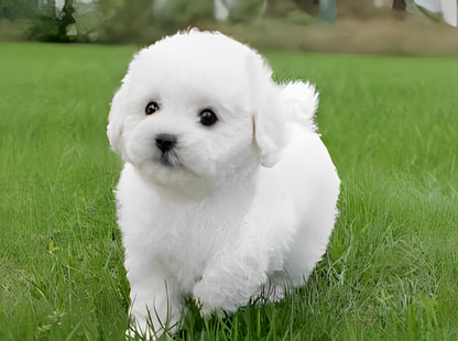 Realistic plush teddy dog named Lucky by NordisHome, soft and cuddly companion for kids and collectors, shown in the image.