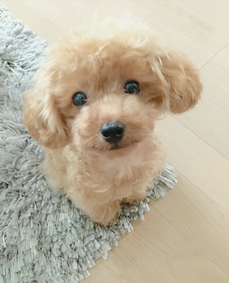 Realistic plush Teddy Dog Lucky by NordisHome, soft and cuddly stuffed pet toy for kids and collectors.