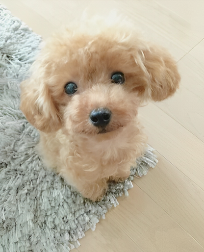 Realistic plush Teddy Dog Lucky by NordisHome, soft and cuddly stuffed pet toy for kids and collectors.