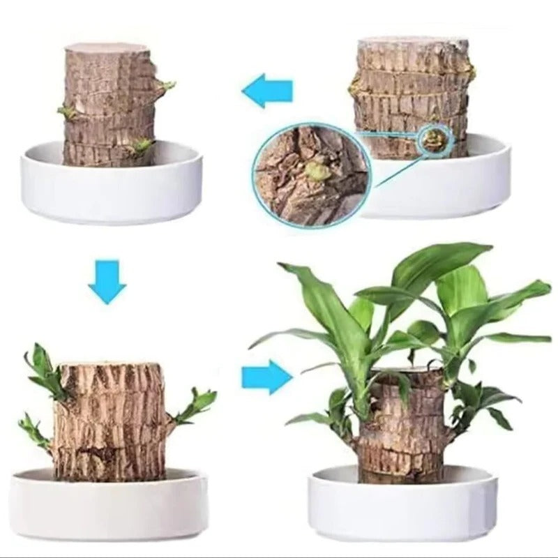 Lucky Brazilian wood plant in a decorative pot, ideal for outdoor home and garden decor by Belro.