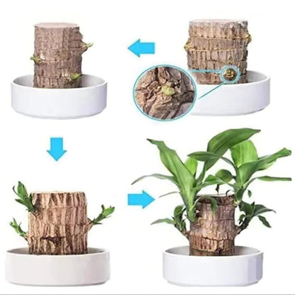 Lucky Brazilian wood plant in a decorative pot, ideal for outdoor home and garden decor by Belro.