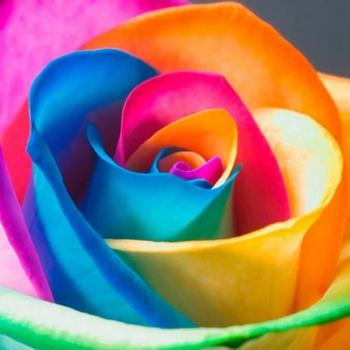 Rainbow Rose Seeds by Belro for outdoor gardening, showcasing colorful rose seed packets on a garden table.