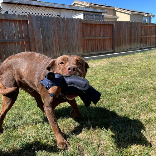 Belro indestructible and interactive bear dog toy for heavy chewers, made of durable pet supplies material for dogs.