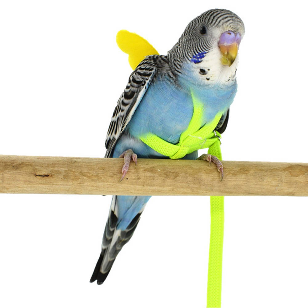 Belro parrot bird harness with adjustable straps and secure clip, designed for safe outdoor handling of pet parrots.