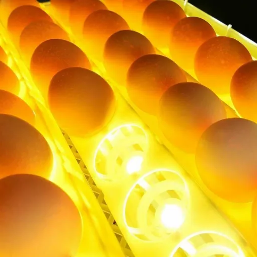Belro premium egg incubator for chicken and quail eggs, automatic hatchery with 24 egg capacity, features clear viewing window