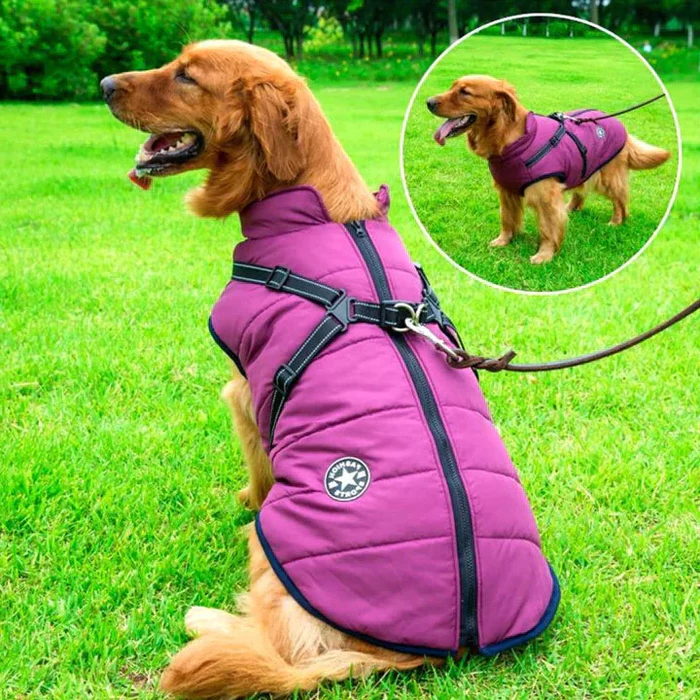 Belro waterproof winter dog jacket with sherpa-fleece lining and built-in harness, shown on a small dog.