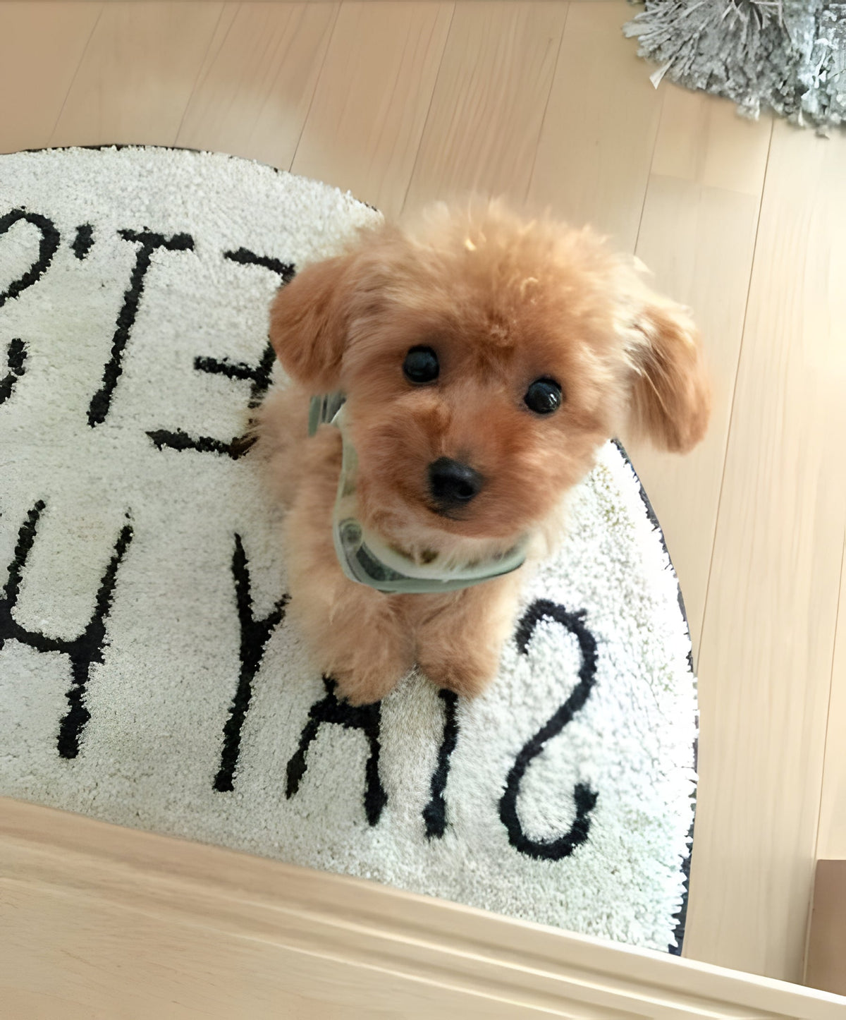Belro Realistic Teddy Dog Lucky plush puppy toy, soft and lifelike dog-shaped pet supply for cuddling and play.